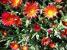 Ruby color / Coopers Hardy Ice Plant Ground cover 10 x 6