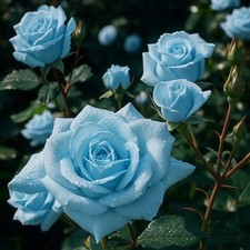 Light Blue Rose Seeds- 50 or 100 Seeds.USA Seller-  picture