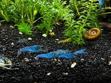 3 Blue Brazos Dwarf Crayfish Cambarellus texanus Juvenile Live Aquarium USA Bred picture