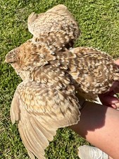 30+ RARE COLORS Coturnix Quail Hatching Eggs NPIP AI Free picture