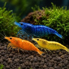 7 Orange 7 Yellow 7 Blue Dream Neocaridina Shrimp Live +  USA picture