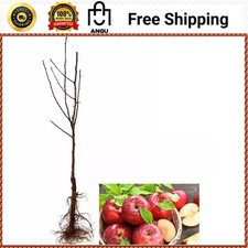 3 ft. Honeycrisp Apple Tree Deliciously Sweet Fruit for Fresh Eating NEW picture