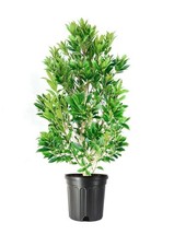 Japanese Blueberry Elaeocarpus | 3 Gallon | Elaeocarpus decipiens Plant picture