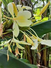 2x Yellow butterfly ginger rhizomes with stalk. Very fragrant with many flowers. picture