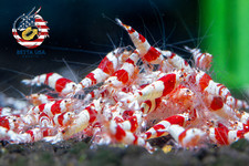 20+2 CRS Crystal Red Shrimp (Mixed Grade S-SSS) Live Aquarium Shrimp - USA Stock picture