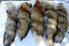 Real Red Fox Fur Tail Therian Cosplay LARP Taxidermy Craft 25-35 cm picture