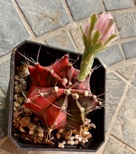 Gymnocalycium Random Lot - Rare Thailand Import | Live  In 4” Pot picture