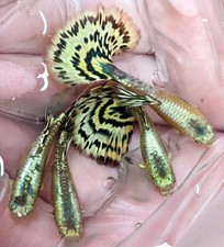 1 TRIO LIVE GUPPY FISH YELLOW TIGER HALFMOON HIGH QUALITY - 1 MALE 2 FEMALE picture
