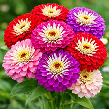 Zinnia METEOR SHOWER Mixed Colors 5