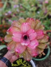Neoregelia Jampa Bromeliad @Bromelias del Este picture