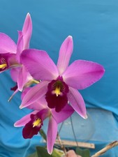 Laelia anceps ‘Ten’ HCC/AOS X ‘Ultimo’ Pink Purple White Orchid Species 4” RePot picture