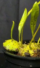 RARE Lecanopteris Mirabilis Ant Fern SPORE GROWN picture