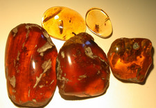 5 Burmese Amber Fossils with Bivalve Seashells and Insects Dinosaur Age 11.3 g picture