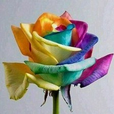 USA-Seller 50pcs Colorful Rainbow Rose Flower Seeds Home Garden Plants.(#1) picture
