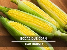 Bodacious Sweet Corn Seeds – Hybrid Non-GMO, Super Sweet Yellow Corn, 60 Seeds picture