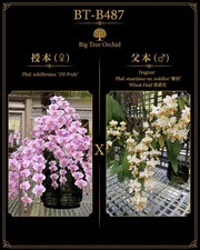 Phalaenopsis (schilleriana ‘DS’s Pride’ x stuartiana ‘麦田’) picture