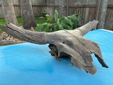 Texas Authentic Maverick Longhorn Bull Cow Skull Wild Found Brazos River Patina picture