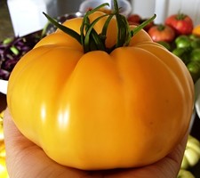 150 Heirloom Dr. Wyche’s Yellow Beefsteak Tomato Seeds - ~1LB Sweet & Low Acid picture