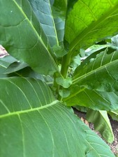 2,000 Tobacco Seeds - INDIANA GROWN Organic, Heirloom, non-GMO picture