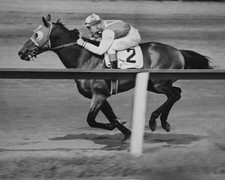 1938 Champion Racehorse Seabiscuit Thoroughbred Horse 8x10 PHOTO PRINT picture