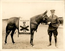 GA252 Approx 1930s Original Underwood Photo A.E.F. MASCOT WAR HORSE 