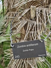 Rare Zombia antillarum, Hispaniola, Zombie palm, 10 live palm tree seeds picture