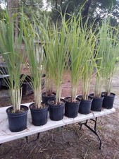 Lemongrass 12 Live Plants Each 8-12