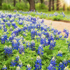 1000+ Texas Bluebonnet Seeds for Planting - Annual Lupinus Texensis, Heirloom Qu picture