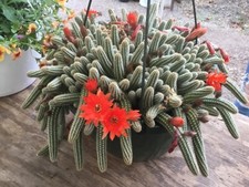 Blooming Peanut Catus ECHINOPSIS CHAMAECEREUS ‘ROSE QUARTZ’ PLUG PEANUT CATUS. picture