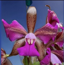 Cattleya tigrina Peloric ‘Francisco’ Fragrant Pink Purple Orchid Species 4” Pot picture