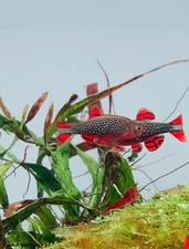 10+1 Celestial Pearl Danio FISH (Galaxy Rasbora) Juveniles picture