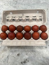 ☆French Black Copper Maran Fertile Hatching Eggs RARE Unique Beautiful Dark☆ picture