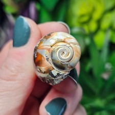 Fossilized Seashells picture