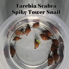 15 Spiky Tower snail 15 + Pack Freshwater picture