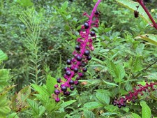 100+ Common Pokeweed Seeds | Fall 2025 | Big Plants picture