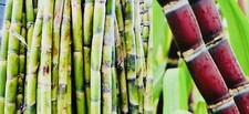 4 FRESH CUT SUGAR CANE STICKS GREEN OR PURPLE NON GMO  picture
