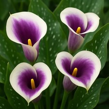 Zantedeschia Picasso Calla Lily Bulbs for Planting - Rare Purple and White (5) picture