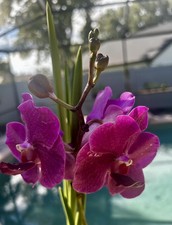 Papilionanda Josephine van Brero x Kultana Ruby 31” Vanda Top Cutting -Magenta picture