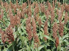 Sweet Sugar DRIP Sorghum Seeds - Makes a Sweet Syrup MMmmmmmm.It's Good picture