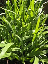 4 California Fan Palm Tree Saplings - Washingtonia Filifera 9+ inchs, Bare Roots picture