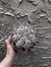 Echinocactus Horizonthalonius Horse Crippler Cactus picture