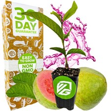 Bright Pink Guava - Psidium guajava - Live Plant picture
