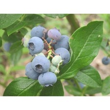 Patriot Blueberry Live Plant Fruit Shrub 10-18 Inch Potted Early Season Harvest picture