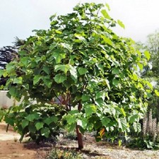 200 Seeds Paulownia Princess Tree Fastest Growing Deciduous Decorative Plants picture