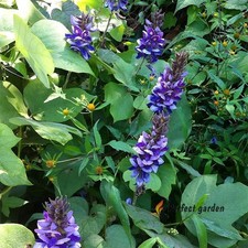 50 Seeds Pueraria Montana Lobata East Asian Arrowroot Kudzu Vine Useful Plants picture