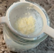 Kefir Grains-live active grains (1 tsp) fresh pasteurized milk (cow or goat) picture