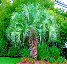 10 Jelly Pindo Palm Tree Seeds (Butia capitata) Cold Hardy Tropical Fruit Plant picture