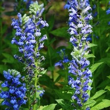 2000 GREAT BLUE LOBELIA SEEDS (Lobelia siphilitica), Bee & Butterfly Attractor picture