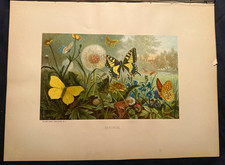 Antique 1880s Chromolithograph Butterfly Print Erycinids Selmar Hess L. Prang picture