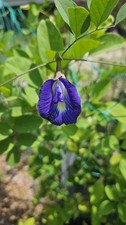 20 Butterfly Pea Seeds Clitoria Ternatea  | Aparajita | Telang picture